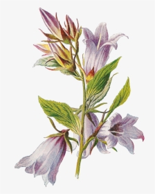 Transparent Free Wildflower Clipart - Botanical Png, Png Download, Transparent PNG