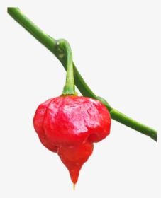Plant,red,bell Peppers And Chili Peppers,natural Foods,chili - Habanero Chili, HD Png Download, Transparent PNG