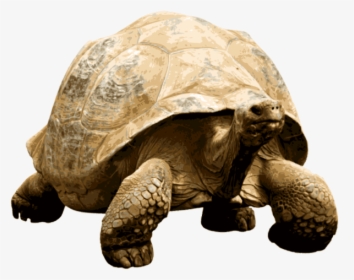 Giant Tortoise - Giant Tortoise Transparent, HD Png Download, Transparent PNG