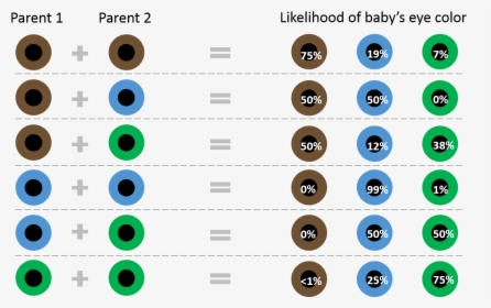 How Eye Color Is Inherited - Eye Color Will My Kids Have, HD Png Download, Transparent PNG