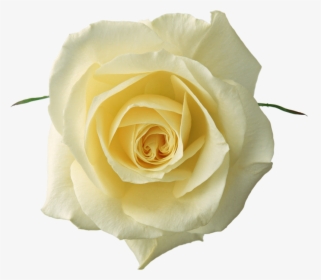 Flores Png Para Photoscape - White Rose Png Transparent, Png Download, Transparent PNG
