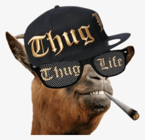 Thug Life Llama - Thug Life, HD Png Download, Transparent PNG