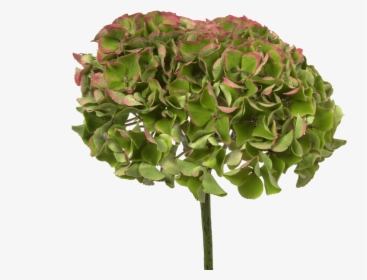 Hydrangea Magical Opal Red Classic - Maidenhair Tree, HD Png Download, Transparent PNG