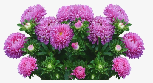 Asters-2665289 - Aster Flowers Png, Transparent Png, Transparent PNG