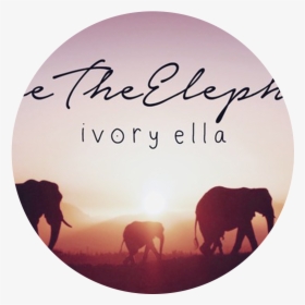 Ivory Ella Logo - Mypeeptoes, HD Png Download, Transparent PNG