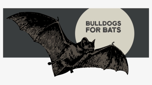 Vampire Bat, HD Png Download, Transparent PNG