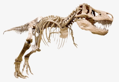 T Rex Arms Skeleton, HD Png Download, Transparent PNG