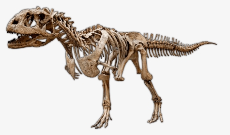Dinosaur Excavation Kits & Experimental Paleontology - Skeletons Of Dinosaurs, HD Png Download, Transparent PNG