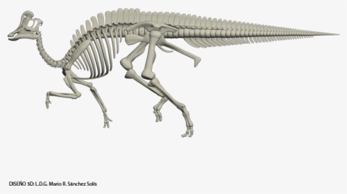 Velafrons Coahuilensis Skeleton Dinosaur Skeleton, - Velafrons Coahuilensis, HD Png Download, Transparent PNG