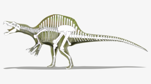 Spinosaurus Skeleton Vs Trex, HD Png Download, Transparent PNG