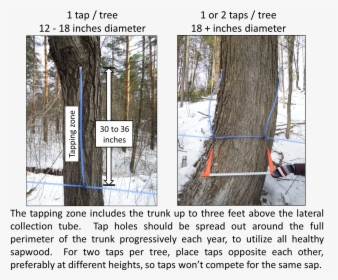 Taps Per Tree - Woodland, HD Png Download, Transparent PNG