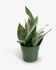 Small Potted Plant Png, Transparent Png, Transparent PNG