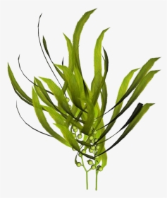 Macrocystis Pyrifera Kelp Seaweed Mineral - Kelp Extract, HD Png Download, Transparent PNG