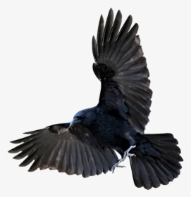 Raven Png - Flying Crow Png, Transparent Png, Transparent PNG
