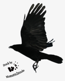 Flying Crow Png Black And Whi - Raven Flying, Transparent Png, Transparent PNG
