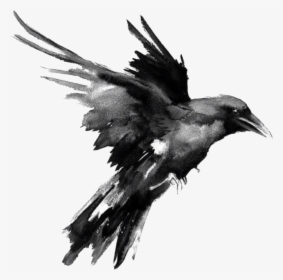 Raven Png - Black And White Raven Art, Transparent Png, Transparent PNG