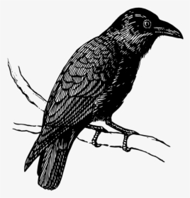 Mq Black Raven Birds Bird Flying - Crow, HD Png Download, Transparent PNG