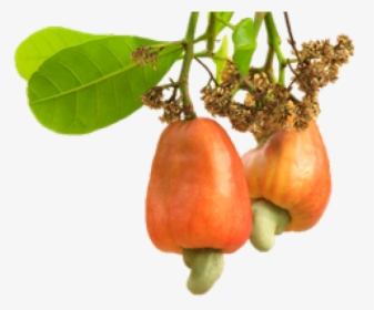 Cashew Png Transparent Images - Cashew Nut Tree Png, Png Download, Transparent PNG