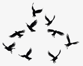 Flock Of Crows - Crows Png, Transparent Png, Transparent PNG