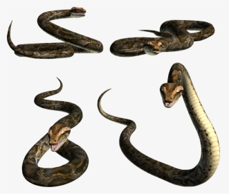 Download And Use Snake Png Image Without Background - Picsart Snake Png Hd, Transparent Png, Transparent PNG