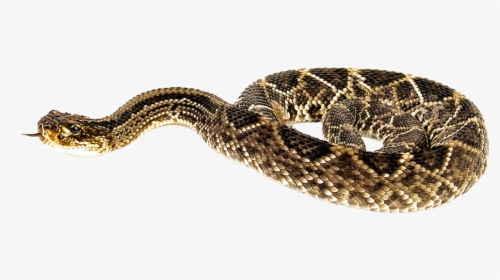 Snake Png Transparent Image - Rattlesnake Png, Png Download, Transparent PNG