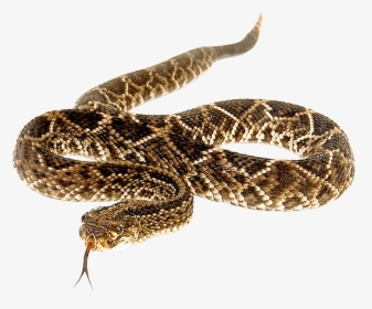 Eastern Diamondback Rattlesnake - Rattlesnake Png, Transparent Png, Transparent PNG