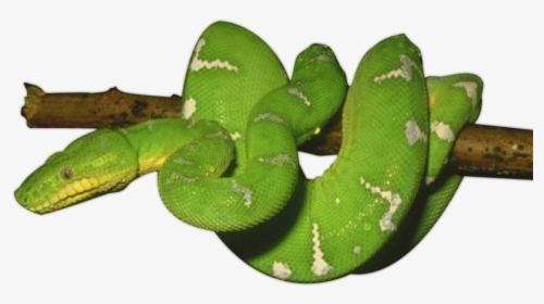 Transparent Cute Snakes Clipart - Green Snake Transparent Background, HD Png Download, Transparent PNG