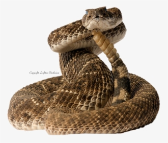Diamondback Snake Png Pic - Snake Coiled Png, Transparent Png, Transparent PNG