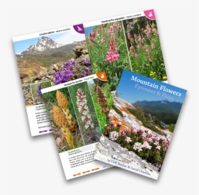 Alpine Flower Book For The Dolomites - Valerian, HD Png Download, Transparent PNG