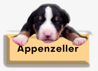 Pups - Appenzeller Sennenhund, HD Png Download, Transparent PNG