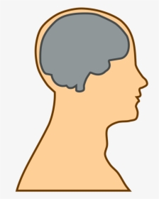 Brain, Thinking, Ideas, People, Person, Head, Body - Cartoon Head With Brain, HD Png Download, Transparent PNG