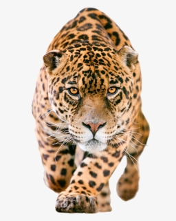 Jaguar Paw Clipart - Jaguar Png, Transparent Png, Transparent PNG