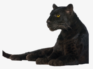 Black Panther Png Transparent Images - Panther Transparent Background, Png Download, Transparent PNG