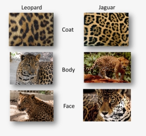 Panther Vs Jaguar Vs Leopard, HD Png Download, Transparent PNG