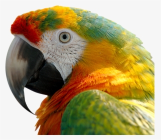 Macaw Png Image - Colorful Macaw Parrot, Transparent Png, Transparent PNG