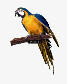 Transparent Macaw Png - Parrot Photoshop, Png Download, Transparent PNG