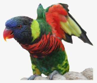 Isolated, Parrot, Bird, Macaw, Wing, Feather, Tropics - นก แก้ว Png, Transparent Png, Transparent PNG
