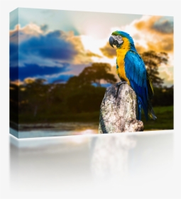 Parrots, HD Png Download, Transparent PNG