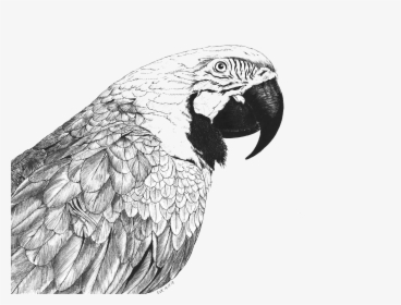 Macaw Png, Transparent Png, Transparent PNG