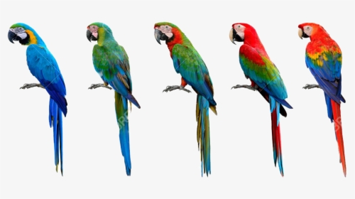 Wild Green Wing Macaw, HD Png Download, Transparent PNG