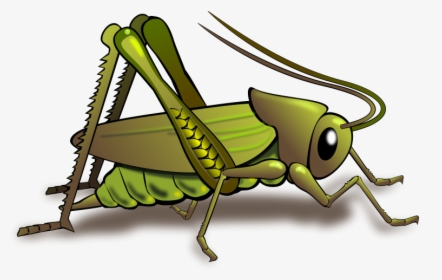 Clipart Of Bug, Cricket And Insects - حشرة تحتوي على البروتين, HD Png Download, Transparent PNG
