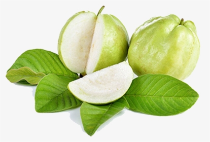 Guava Png Free Download - Green Guava, Transparent Png, Transparent PNG