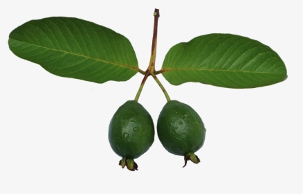 Jambu Biji Guava Leaf Free Photo - Guava, HD Png Download, Transparent PNG
