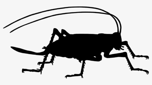 Cricket-silhouette - Cricket Bug Silhouette Png, Transparent Png, Transparent PNG