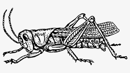 Art,monochrome Photography,carnivoran - Grasshopper In Black And White, HD Png Download, Transparent PNG