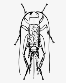 Orthoptera, HD Png Download, Transparent PNG