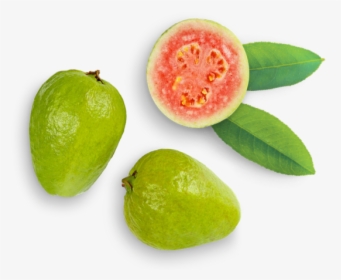 Guava Fruit Tree Png - Guava Hd, Transparent Png, Transparent PNG