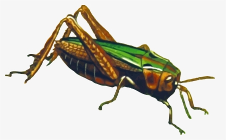 Locust - Png File Grasshopper Png, Transparent Png, Transparent PNG