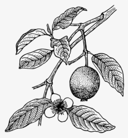 Guava Plant Clipart Black And White, HD Png Download, Transparent PNG