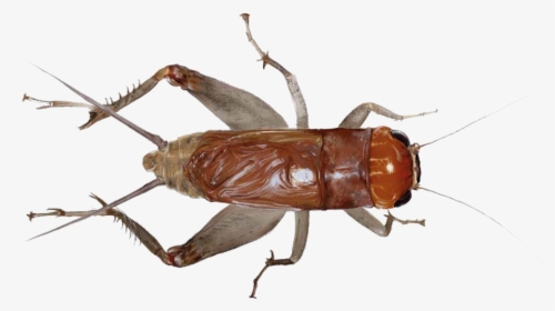 Cricket Insect Png - Cricket, Transparent Png, Transparent PNG